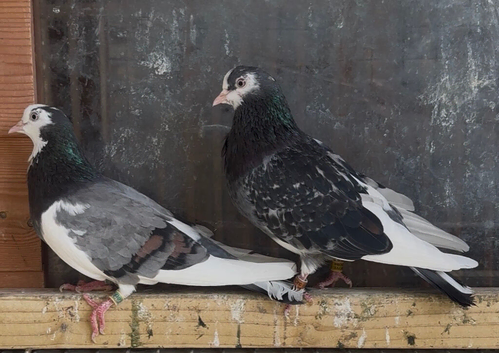 **RARE** Original old Ian birket roller pigeons