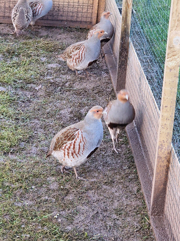 grey partridges