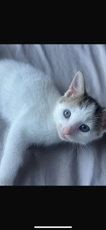 2 kittens looking for their forever homes