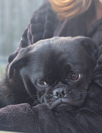 Black Pug Cross Male 11 months old
