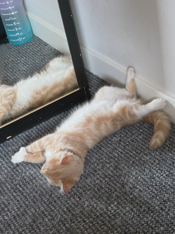Ginger boy