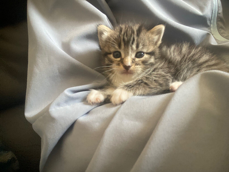 Beautiful kitten
