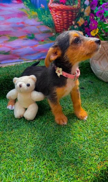 Jack Russel x Cocker Spaniel Puppies
