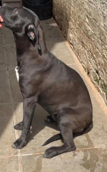 cane corso girl 9 months