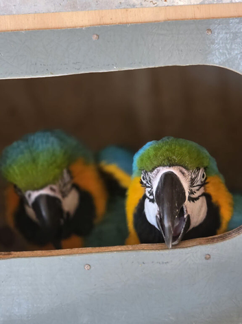 Breeding pair of macaws male and female ****