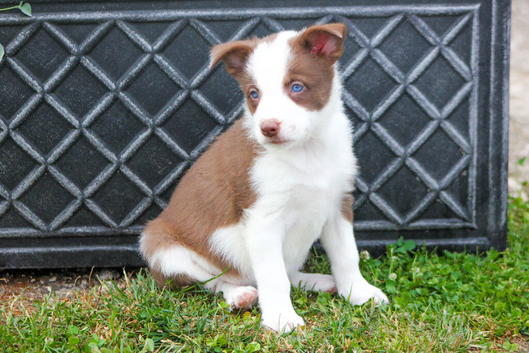 Red and White Pedigree Collie Pups