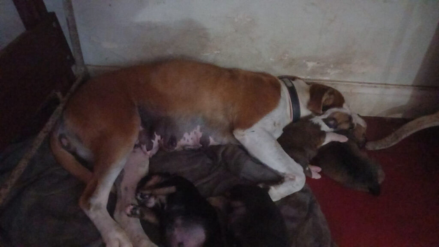 Boxer cross Rottweiler pups