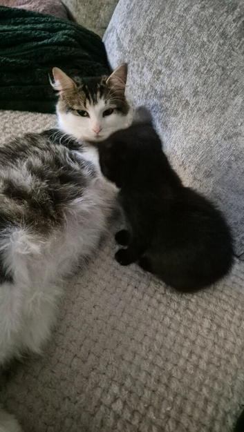 4 month old kittens