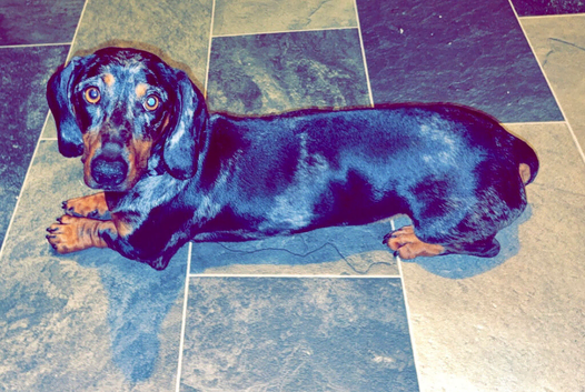 Dapple  dachshund