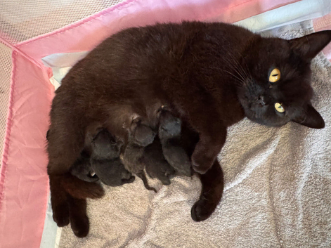 3 male British short hair cross kittens for sale