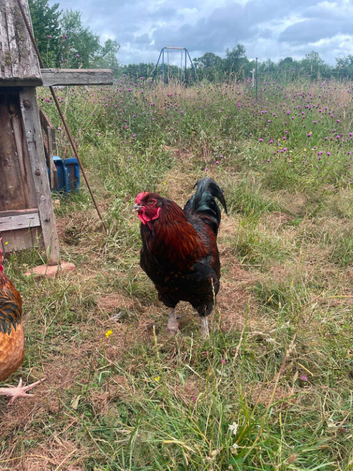 Handsome Brahma &times; Russian Orloff cross Cockerel &ndash; 5 Years Old &ndash; Dorset or Monmouthshire