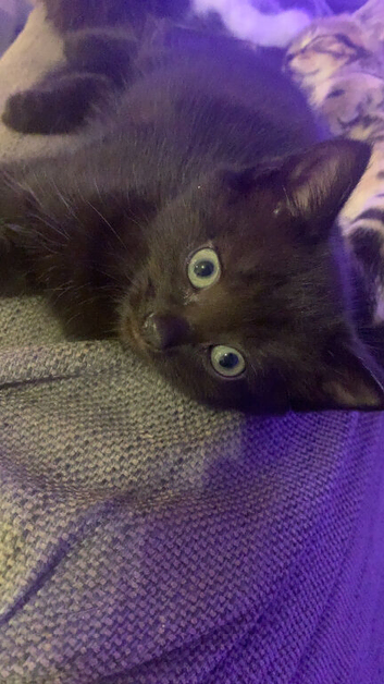 3 beautiful kittens ready for a loving home