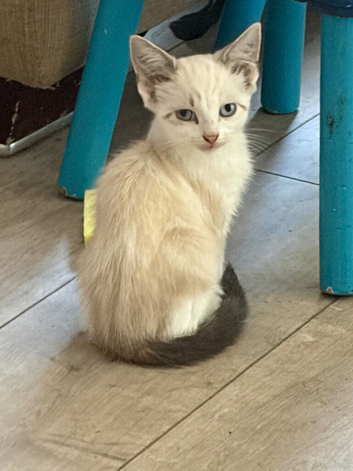 Half main coon kitten