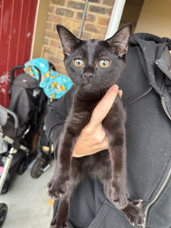 2 Beautiful Girl kittens