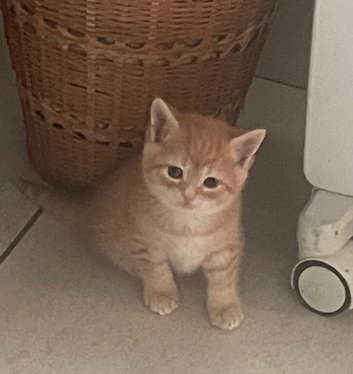 Four Ginger Bengal kittens
