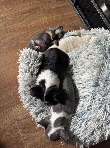 Puppy for sale
