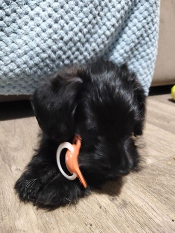 Puppies