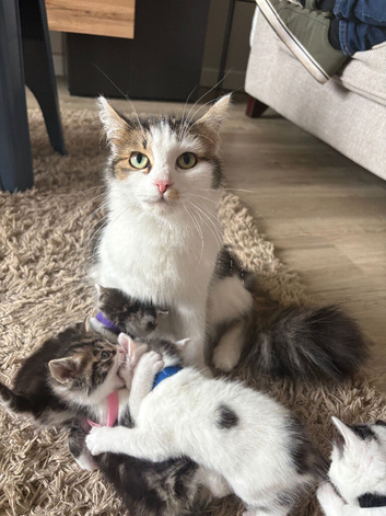 Kittens
