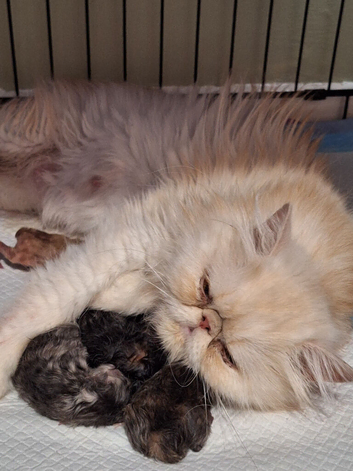 Stunning pure bred persian kittens bridgwater