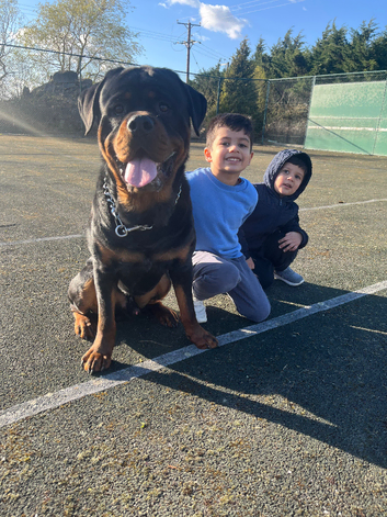 Rottweiler for stud