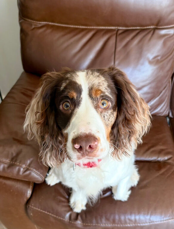Lenny &ndash; 9-Month-Old Cocker Spaniel Looking for a Loving, Active Home