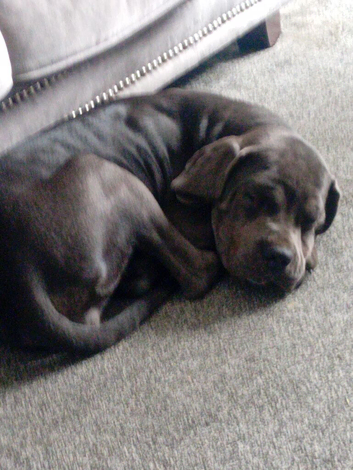 Six months old Caine corso