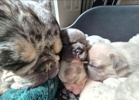 French Bulldog Puppies