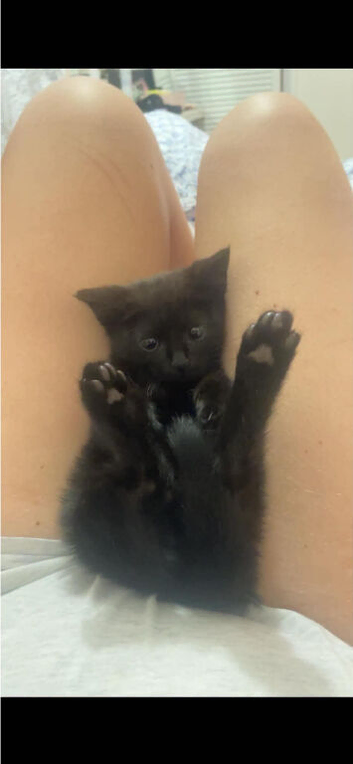 Beautiful kittens ready for a home