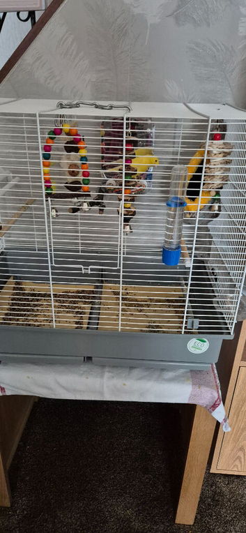 Canary + cage
