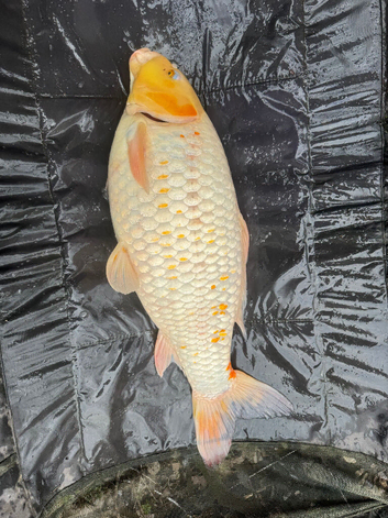 Big koi for sale