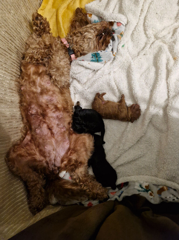 Cavapoo puppies