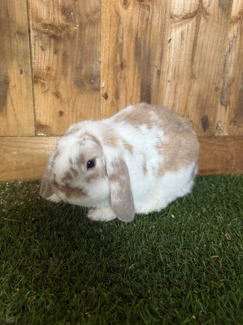 Male mini lop for sale