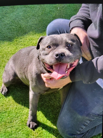 Kc Blue Staffy Stud