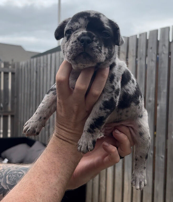 French bulldog puppies for sale