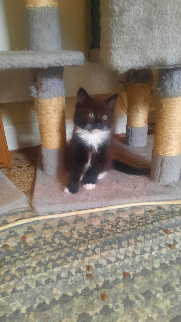 Very lovely cats for sale