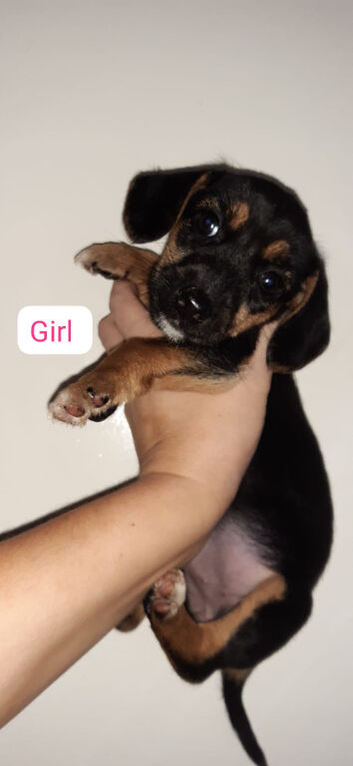 5 Beagle puppies! 2 months old.&pound;675 each!