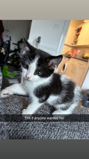 7 week old black and white kitten