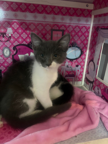Kittens