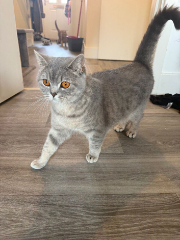 Beautiful British Shorthair Queen