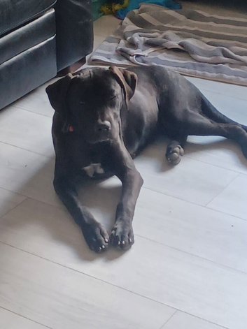 Urgent home needed