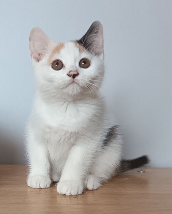 Gorgeous pedigree kittens