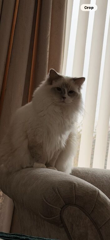 Lilac Mitted Active GCCF ragdoll female