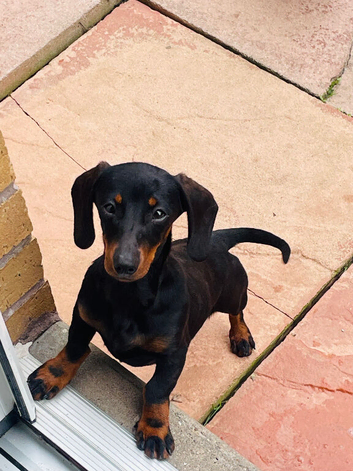 Miniature dachshund