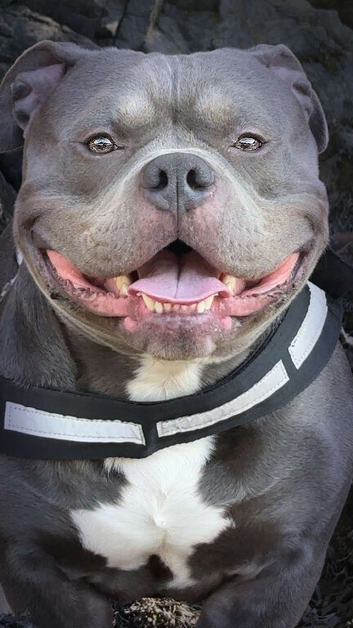 HULK. BEST DOG EVER