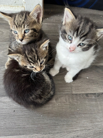 4 adorable kittens &pound;250 each