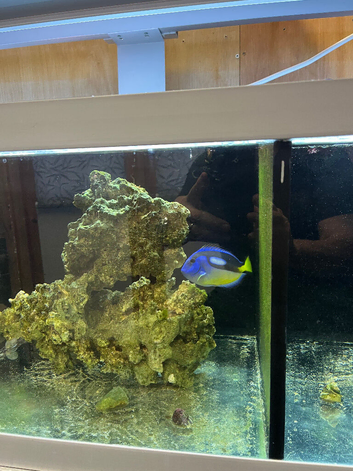 My salt water central marine system