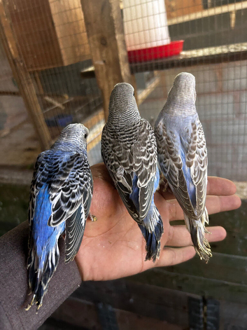 Beautiful Baby budgies