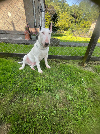 6month old english bull terrier