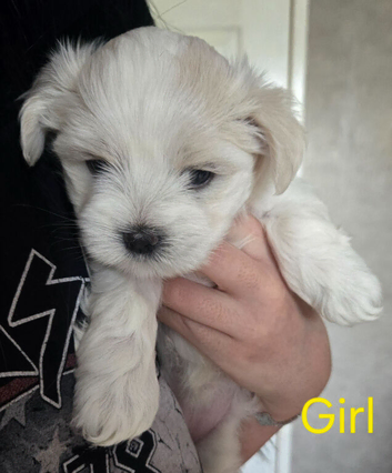 Beautiful Maltese pups 1 boy available
