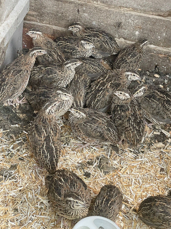 P. O.l quails sunderland